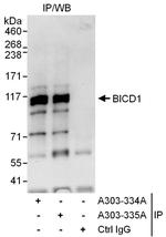 BICD1 Polyclonal Antibody