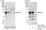 BICD1 Polyclonal Antibody