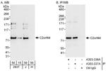 C2orf44 Polyclonal Antibody