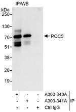 POC5 Polyclonal Antibody