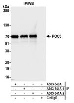 POC5 Polyclonal Antibody