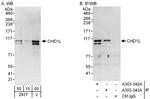 CHD1L Polyclonal Antibody