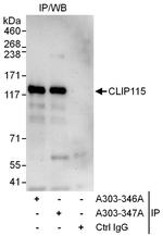 CLIP115 Antibody in Immunoprecipitation (IP)
