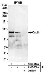 Cactin Polyclonal Antibody