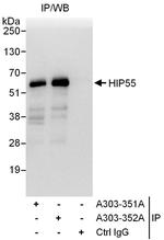 HIP55 Polyclonal Antibody