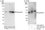 Dysbindin1 Antibody in Western Blot (WB)