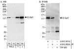 E-Syt1 Polyclonal Antibody