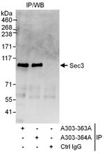 Sec3 Polyclonal Antibody