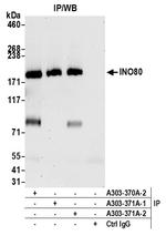 INO80 Polyclonal Antibody