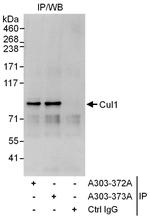 Cul1 Antibody in Immunoprecipitation (IP)