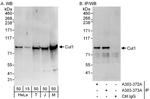 Cul1 Polyclonal Antibody