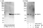 CENP-I Antibody in Western Blot (WB)