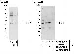 IRF1 Polyclonal Antibody