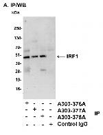 IRF1 Polyclonal Antibody