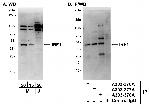 IRF1 Polyclonal Antibody