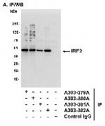 IRF2 Polyclonal Antibody