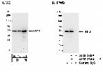 IRF3 Antibody in Western Blot (WB)