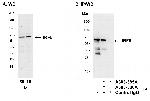 IRF5 Polyclonal Antibody
