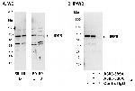 IRF5 Polyclonal Antibody