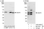 GKAP1 Polyclonal Antibody