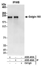 Golgin-160 Antibody in Immunoprecipitation (IP)