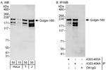 Golgin-160 Polyclonal Antibody