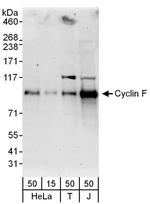 Cyclin F Polyclonal Antibody