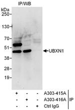 UBXN1 Polyclonal Antibody