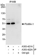 Flotillin-1 Polyclonal Antibody
