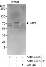 IMP1 Polyclonal Antibody