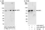 IMP3 Polyclonal Antibody