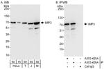 IMP3 Polyclonal Antibody