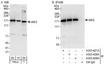 INF2 Polyclonal Antibody