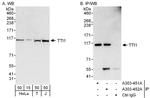 TTI1 Polyclonal Antibody