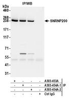 SNRNP200 Antibody in Immunoprecipitation (IP)