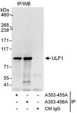 UFL1 Polyclonal Antibody