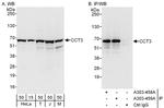 CCT3 Antibody in Western Blot (WB)