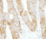 TRAF2 Antibody in Immunohistochemistry (Paraffin) (IHC (P))