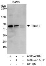 TRAF2 Antibody in Immunoprecipitation (IP)