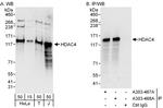 HDAC4 Polyclonal Antibody