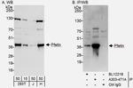 Pfetin Antibody in Western Blot (WB)