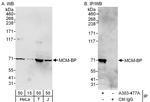 MCM-BP Polyclonal Antibody