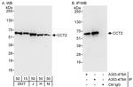 CCT2 Polyclonal Antibody