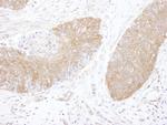 CCT5 Antibody in Immunohistochemistry (Paraffin) (IHC (P))