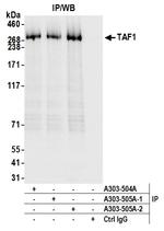 TAF1 Antibody in Immunoprecipitation (IP)