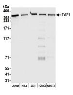 TAF1 Antibody in Western Blot (WB)