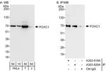 FOXC1 Antibody in Western Blot (WB)