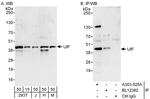 UIF Polyclonal Antibody