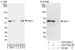 ELK1 Antibody in Western Blot (WB)