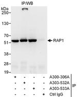 RAP1 Antibody in Immunoprecipitation (IP)